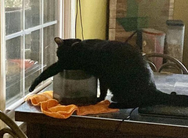 Funny Photos Of Cats (26 pics)