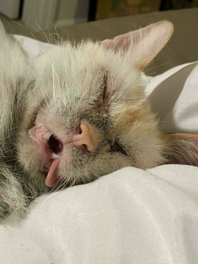 Funny Photos Of Cats (26 pics)