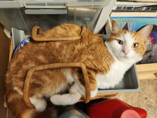 Funny Photos Of Cats (26 pics)