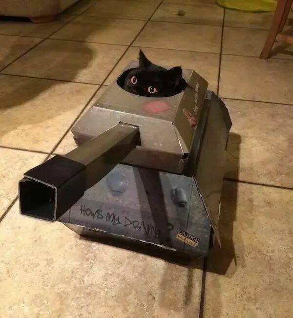 Funny Animals (22 pics)