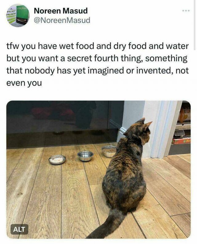 Funny Photos Of Cats (26 pics)