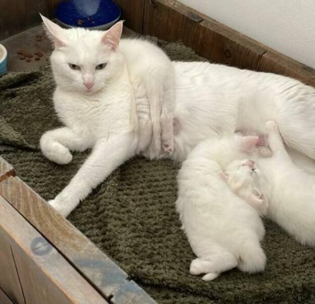 Funny Photos Of Cats (26 pics)