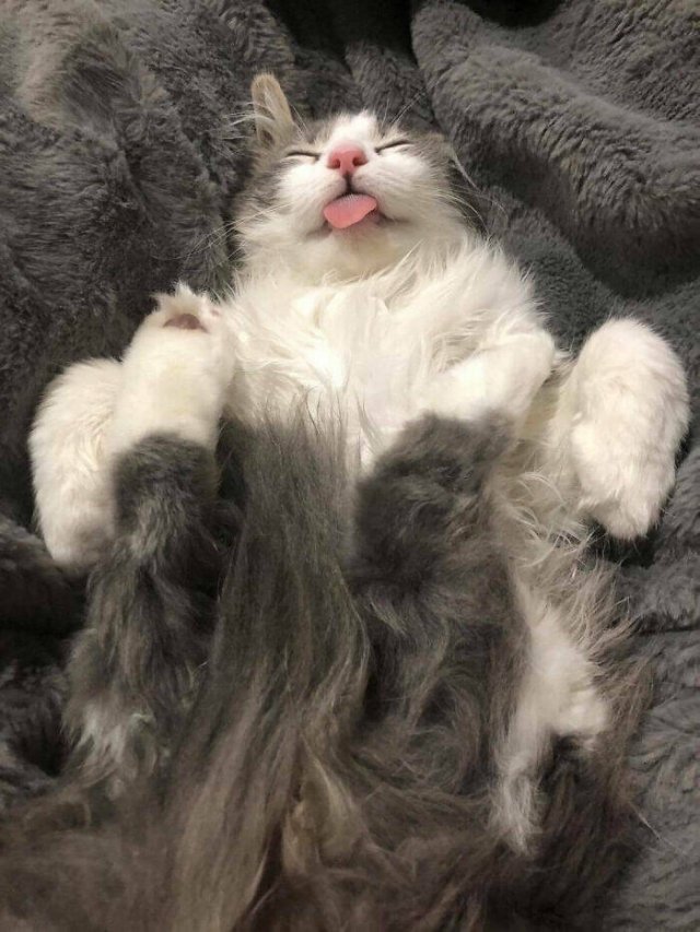 Funny Photos Of Cats (26 pics)