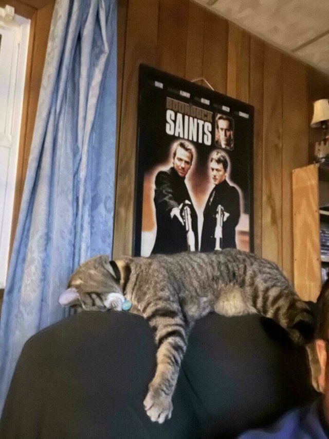 Funny Photos Of Cats (26 pics)
