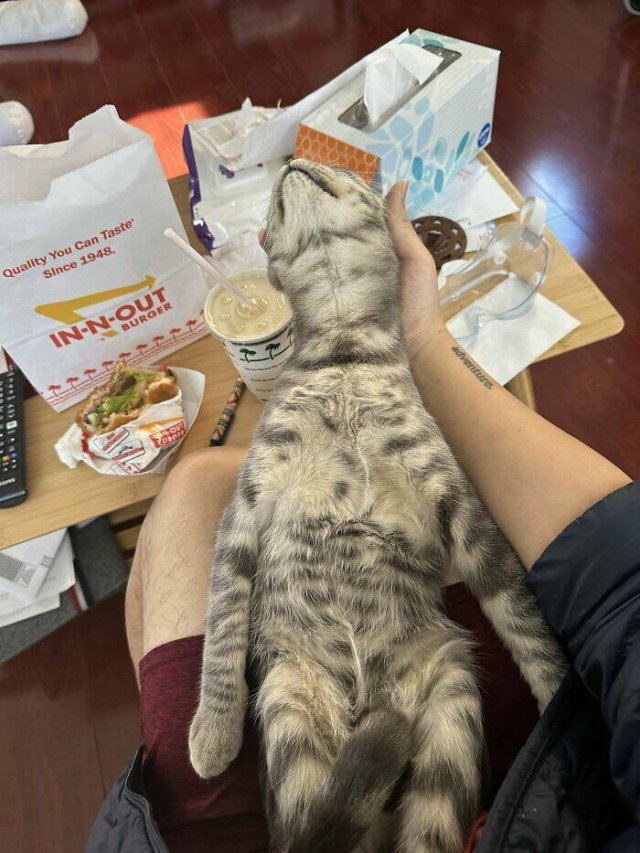 Funny Photos Of Cats (26 pics)