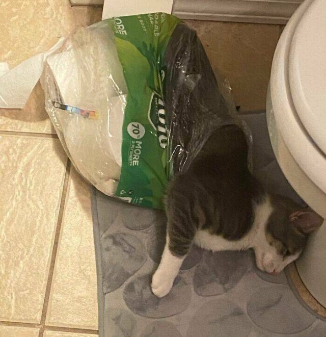 Funny Photos Of Cats (26 pics)