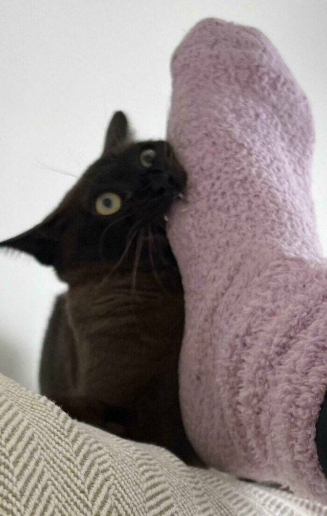 Funny Photos Of Cats (26 pics)