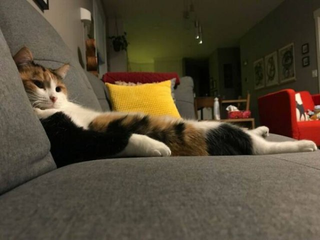 Funny Photos Of Cats (26 pics)