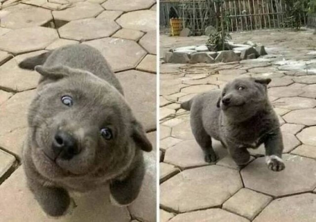 Funny Animals (22 pics)