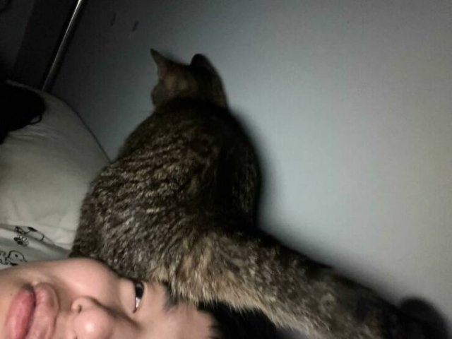 Funny Photos Of Cats (26 pics)