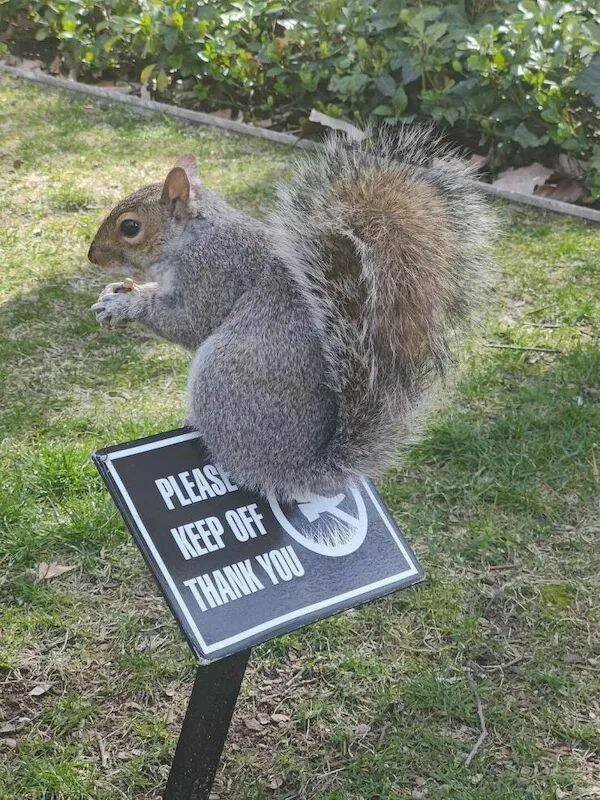 Funny Animals (22 pics)