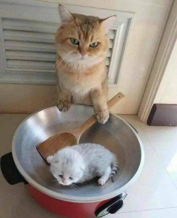 Funny Animals (22 pics)