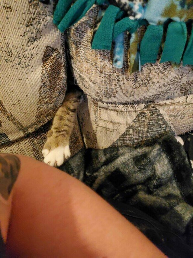 Funny Photos Of Cats (26 pics)