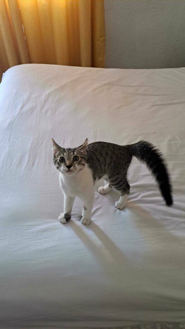 Funny Photos Of Cats (26 pics)