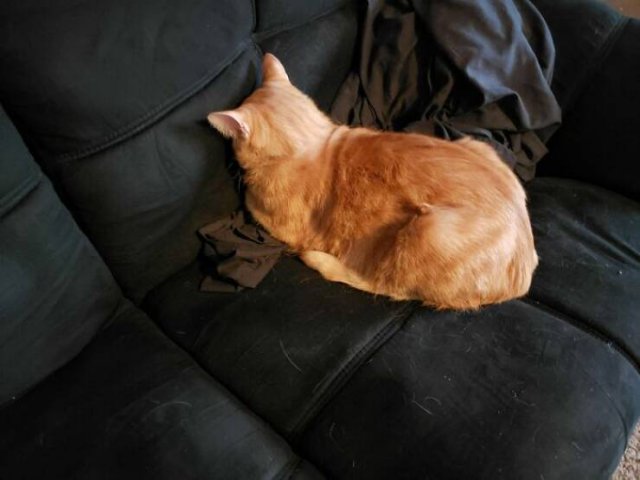 Funny Photos Of Cats (26 pics)
