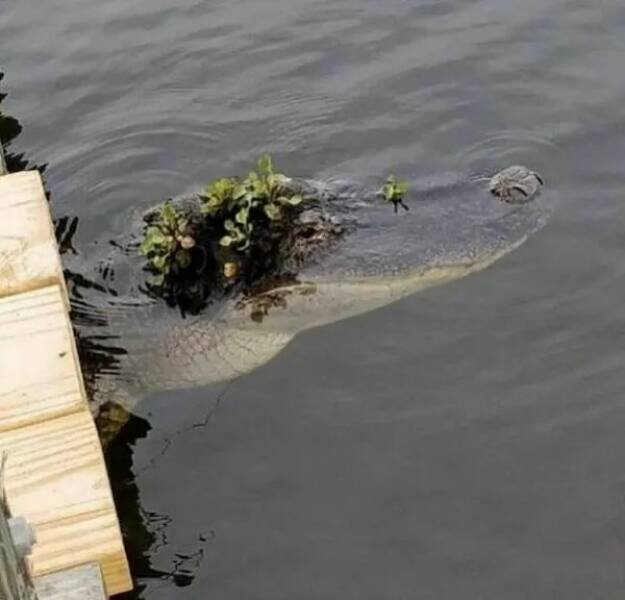 Funny Animals (22 pics)