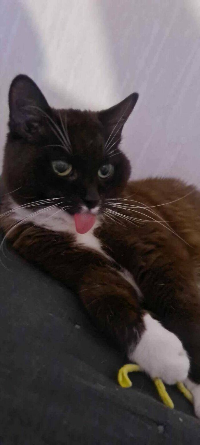 Funny Photos Of Cats (26 pics)