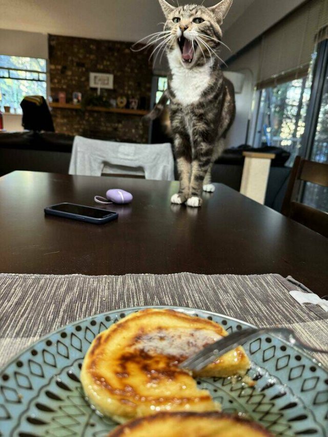 Funny Photos Of Cats (26 pics)