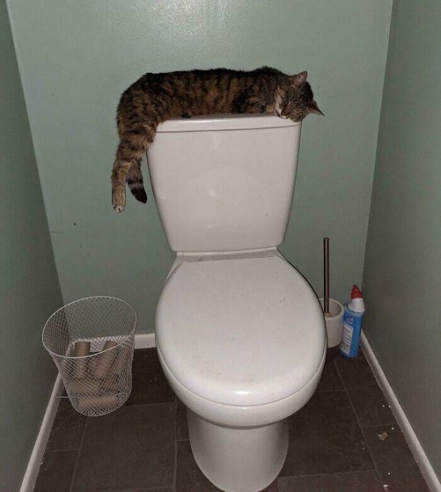 Funny Photos Of Cats (26 pics)