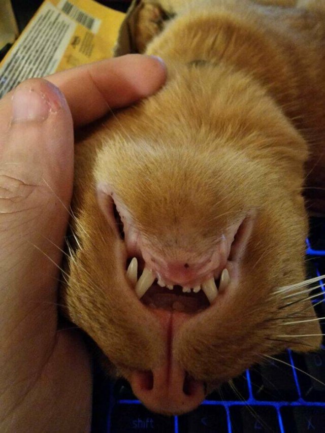Funny Photos Of Cats (26 pics)