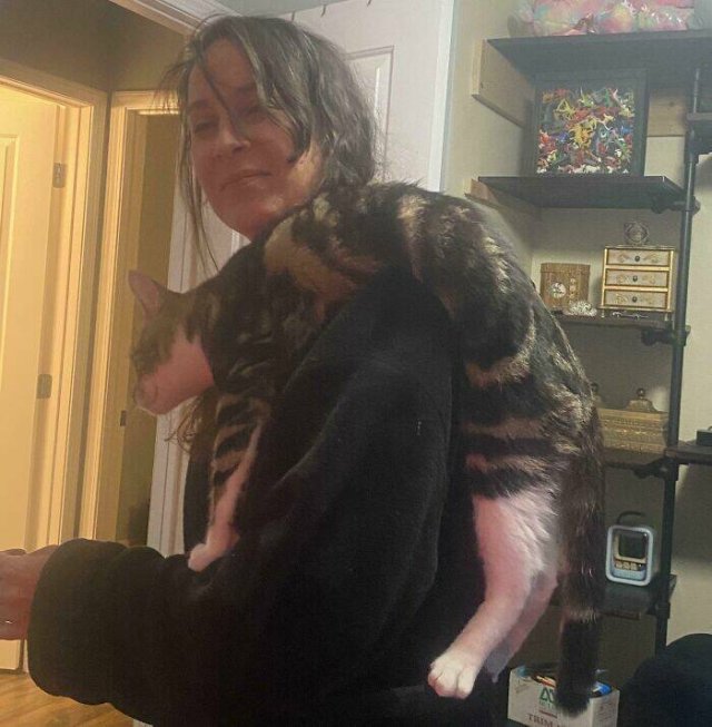 Funny Photos Of Cats (26 pics)