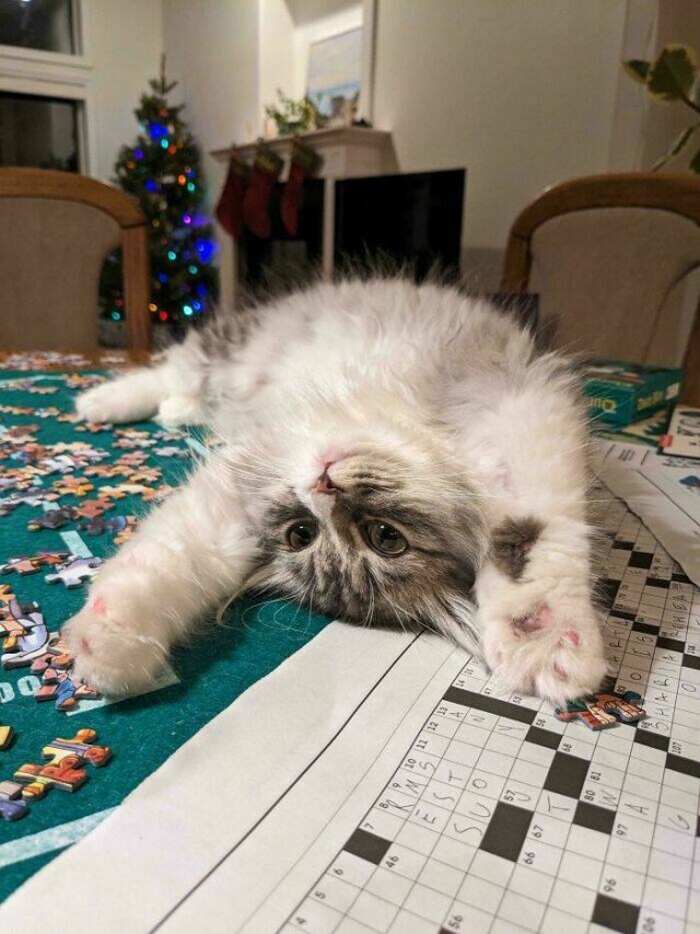 Funny Photos Of Cats (26 pics)