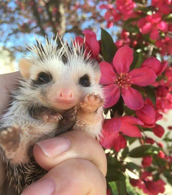 Cute And Funny Animals (47 pics)