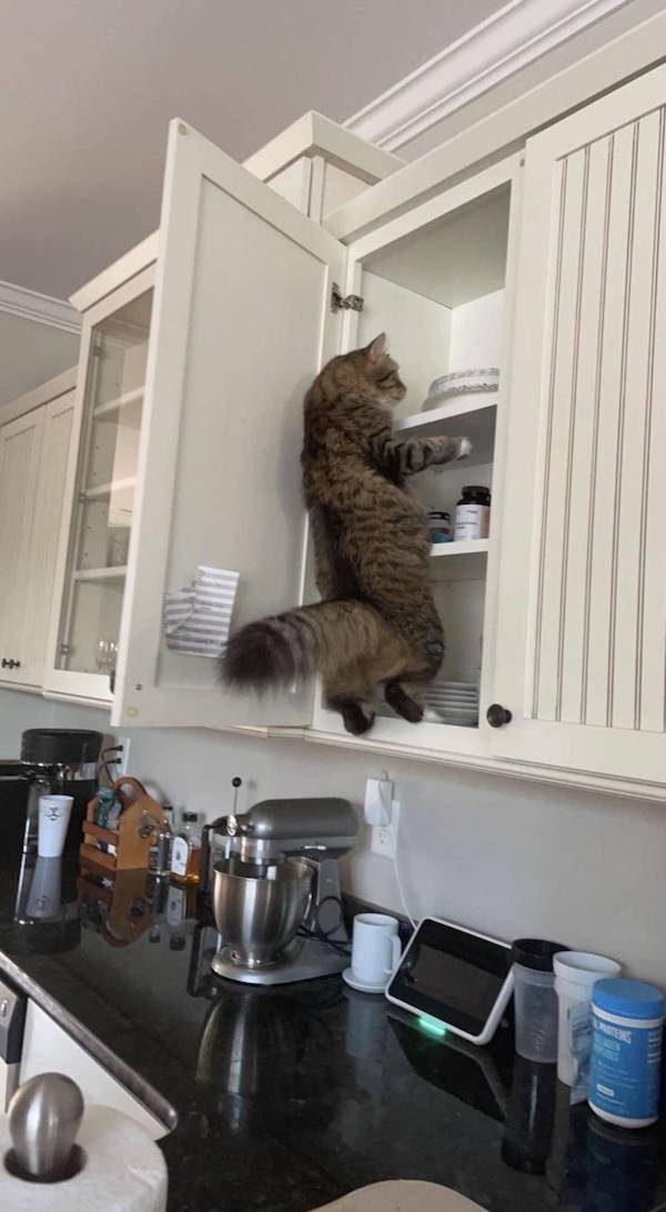 Cute And Funny Animals (47 pics)