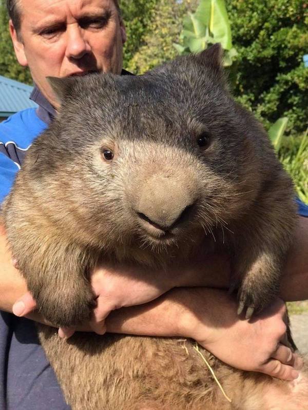 Cute And Funny Animals (47 pics)