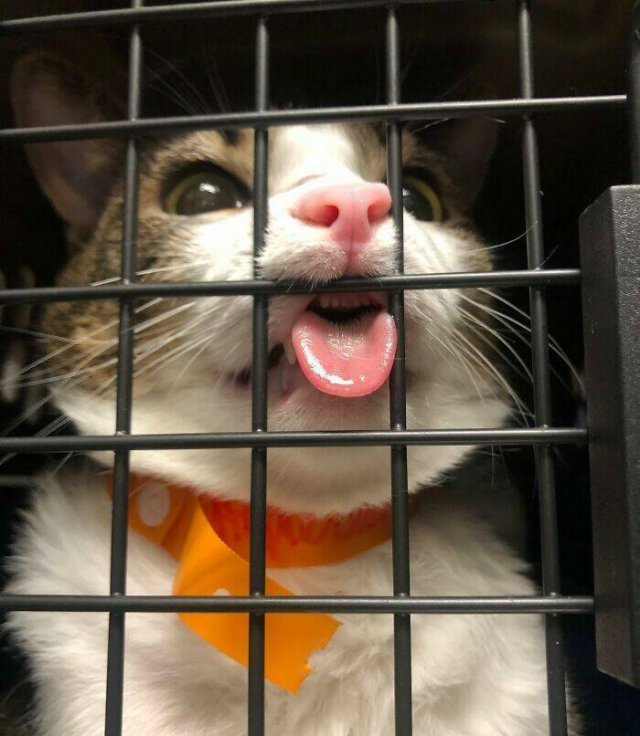 Memorable Stories And Photos Of Veterinarians (20 pics)