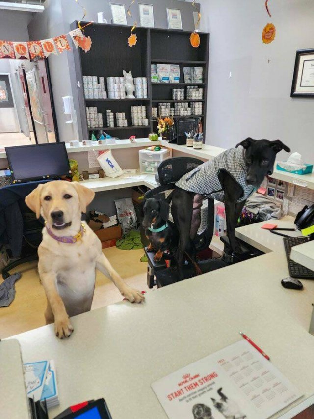 Memorable Stories And Photos Of Veterinarians (20 pics)