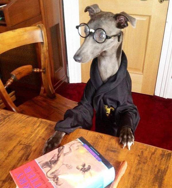 Cute And Funny Animals (47 pics)