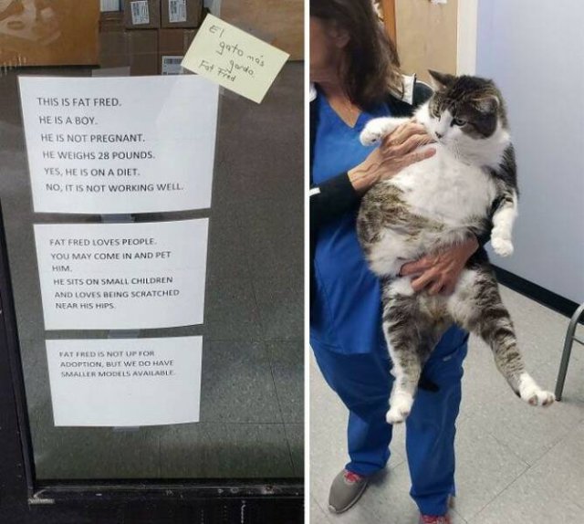 Memorable Stories And Photos Of Veterinarians (20 pics)