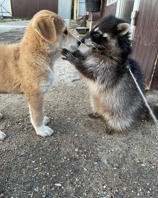 Cute And Funny Animals (47 pics)