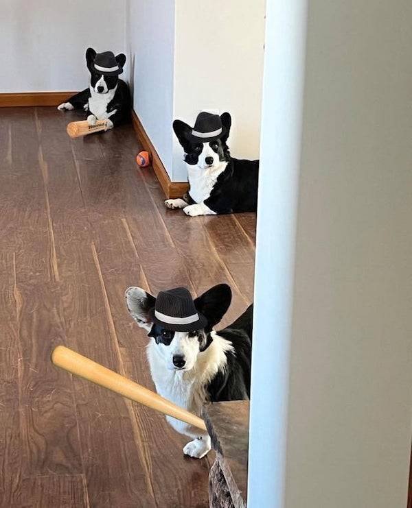 Cute And Funny Animals (47 pics)