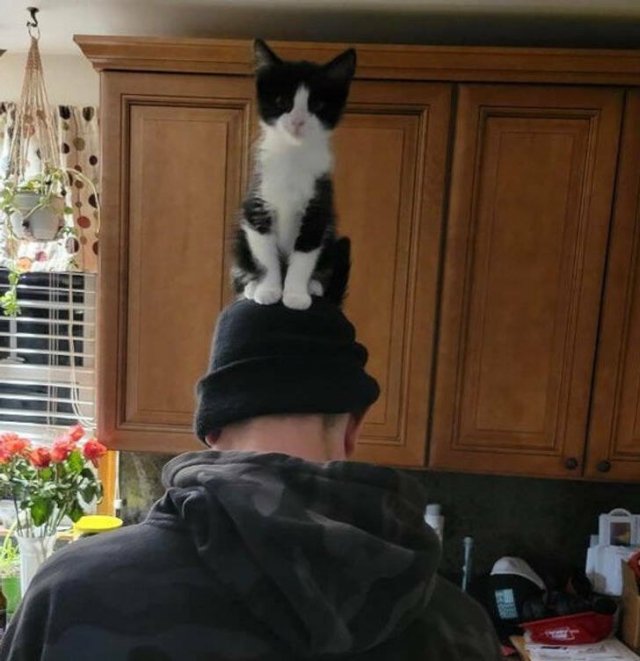 They Don't Care About Rules (19 pics)
