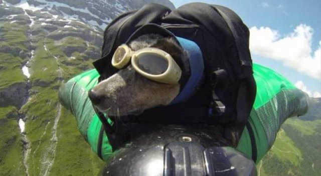 Cute And Funny Animals (47 pics)