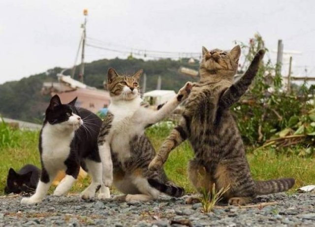 Cute And Funny Animals (47 pics)