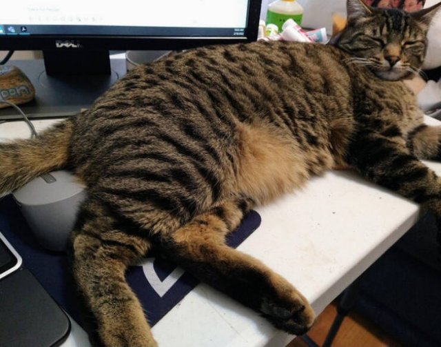 They Don't Care About Rules (19 pics)