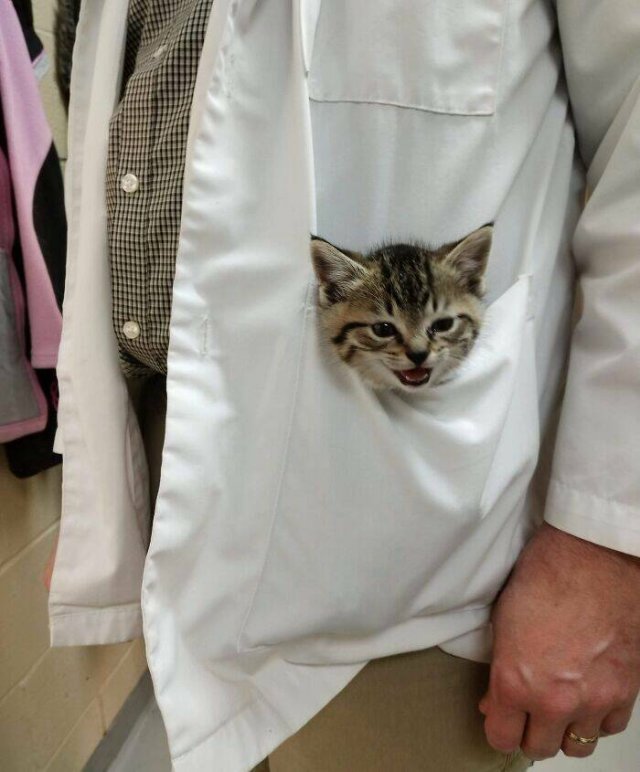 Memorable Stories And Photos Of Veterinarians (20 pics)