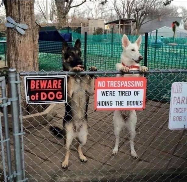 Cute And Funny Animals (47 pics)