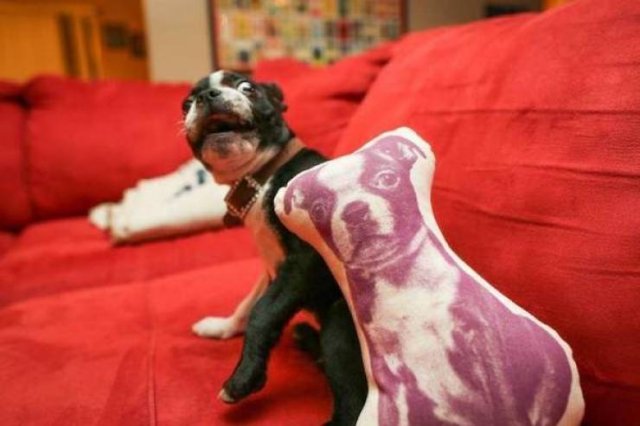 Cute And Funny Animals (47 pics)