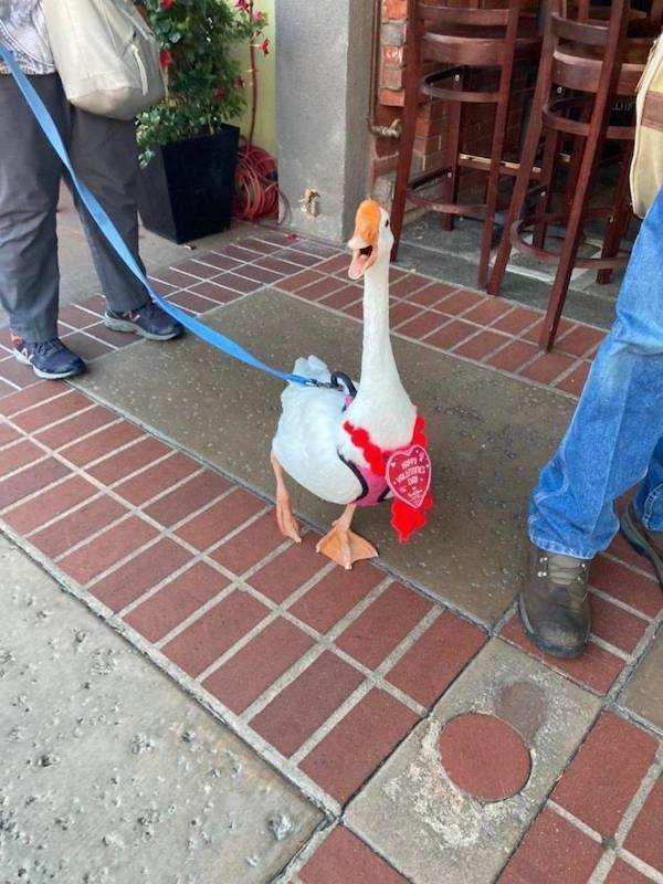 Cute And Funny Animals (47 pics)