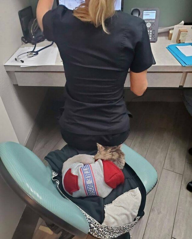 Memorable Stories And Photos Of Veterinarians (20 pics)