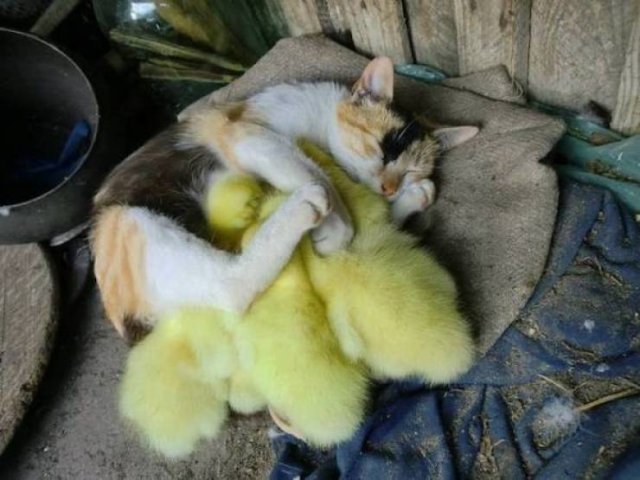 Cute And Funny Animals (47 pics)