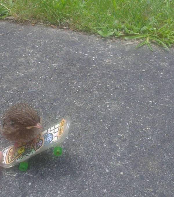 Cute And Funny Animals (47 pics)