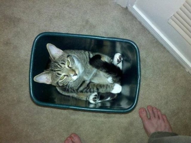 Cute And Funny Animals (47 pics)