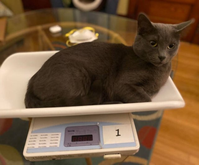 They Don't Care About Rules (19 pics)