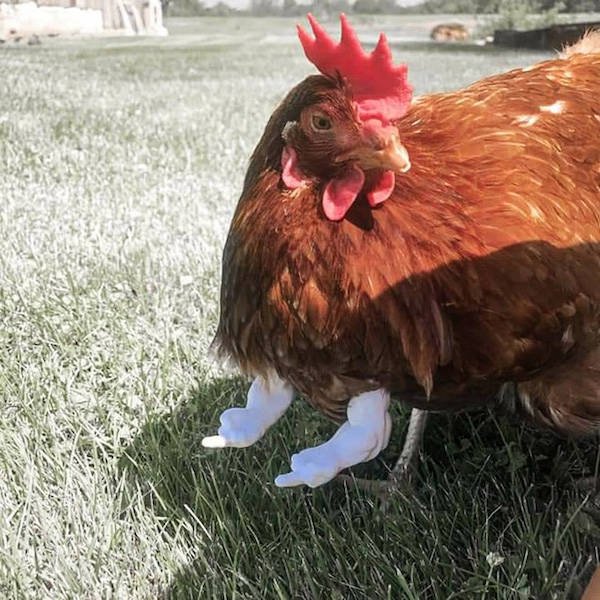 Cute And Funny Animals (47 pics)