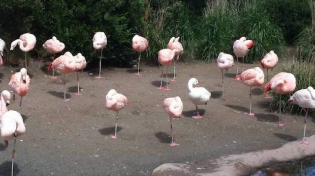 Cute And Funny Animals (47 pics)